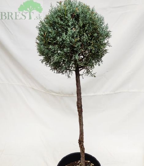 Cupressus arizonica ball